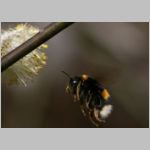 Bombus terrestris - Erdhummel koenigin 01.jpg